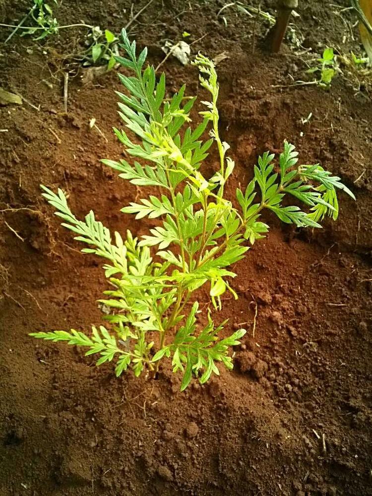tree image