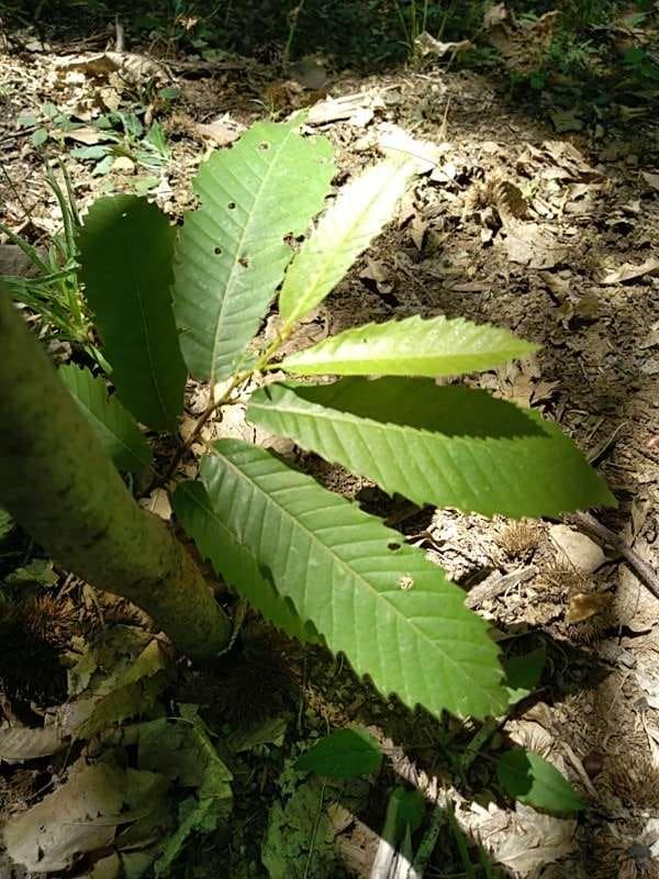 tree image