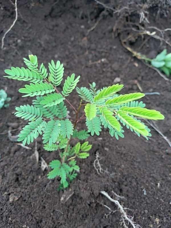 tree image