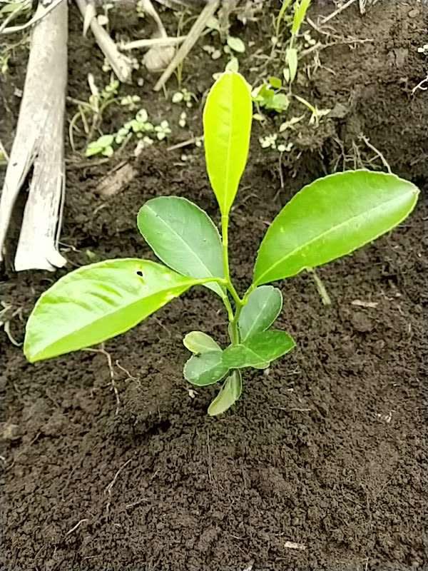 tree image