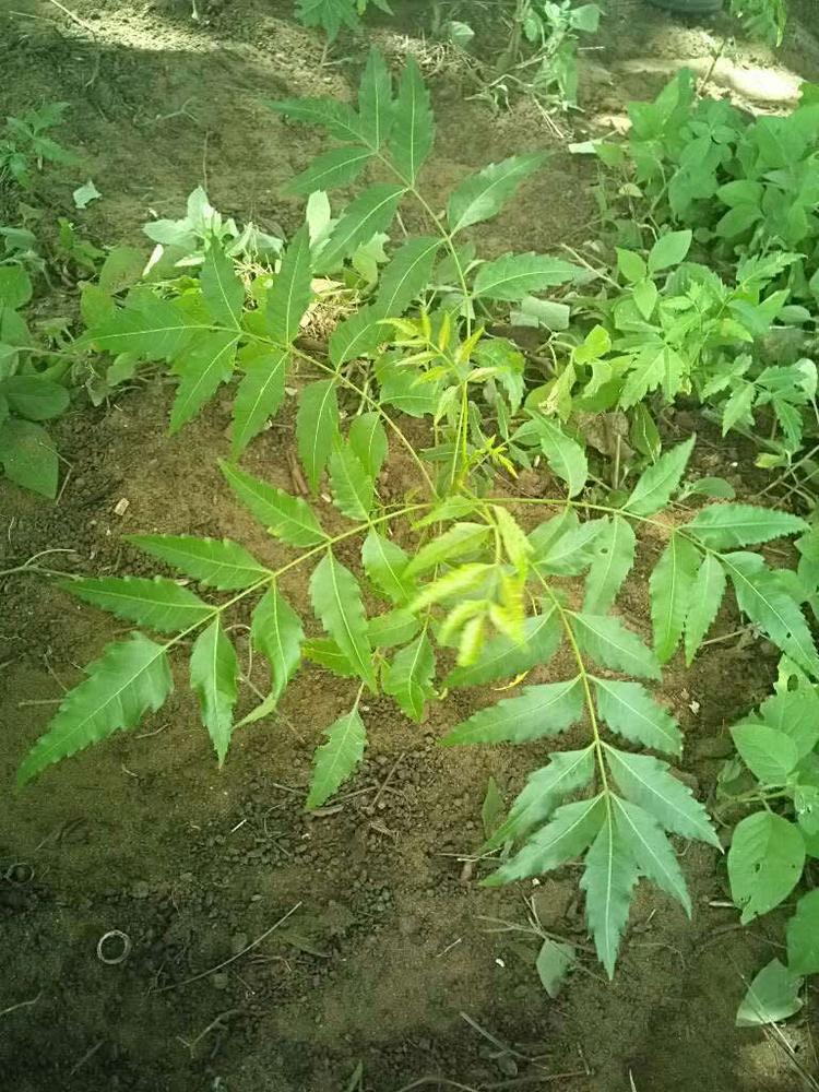 tree image