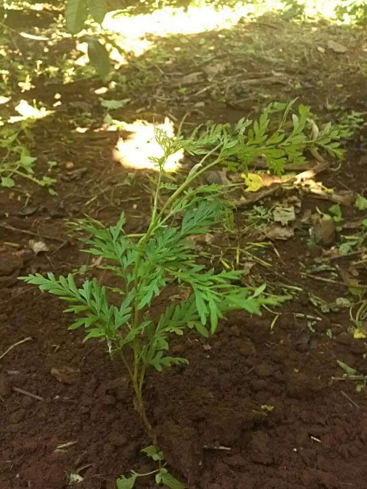 tree image