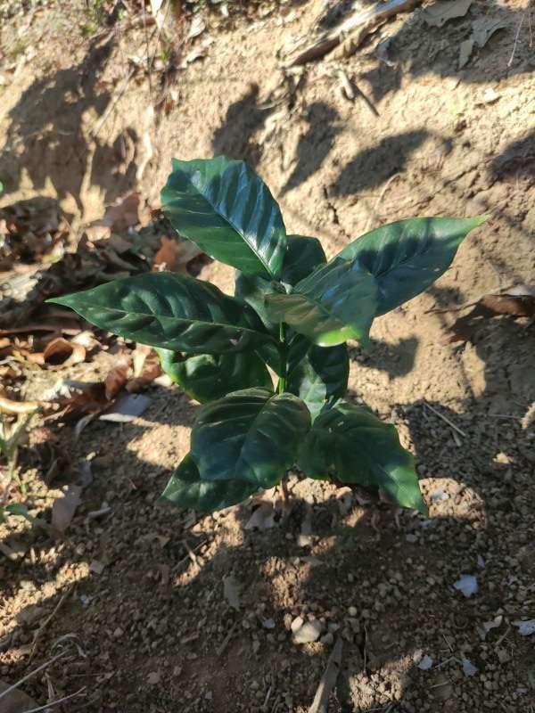 tree image
