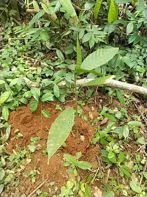tree image