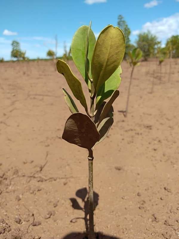 tree image