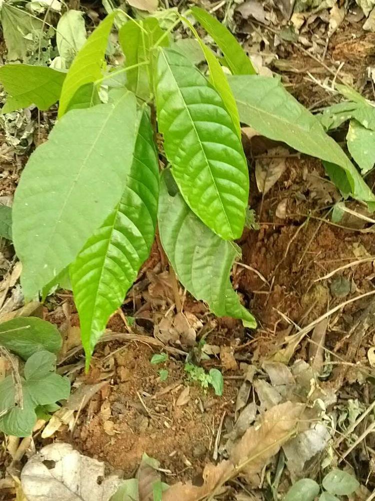 tree image