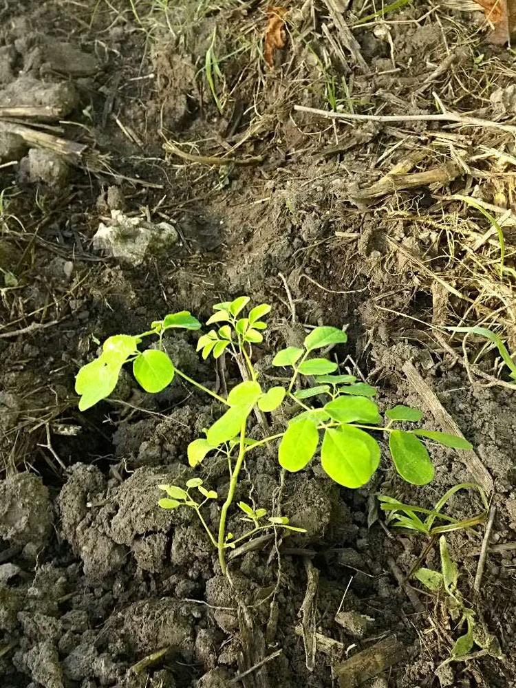 tree image