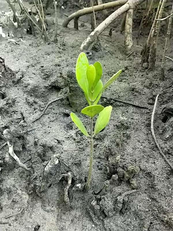tree image