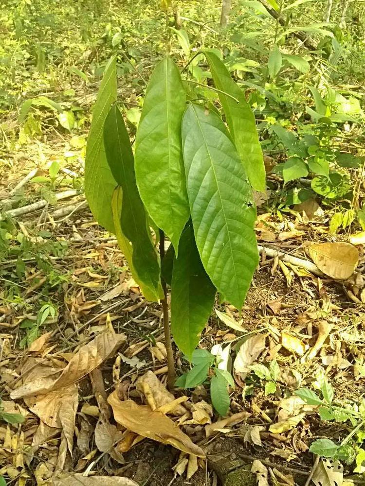 tree image