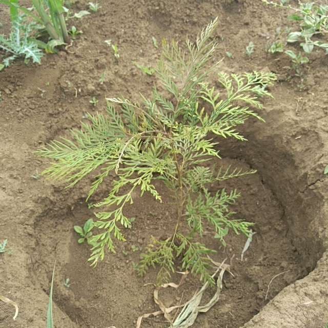 tree image