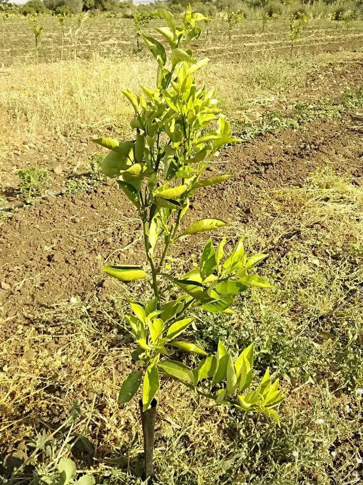 tree image