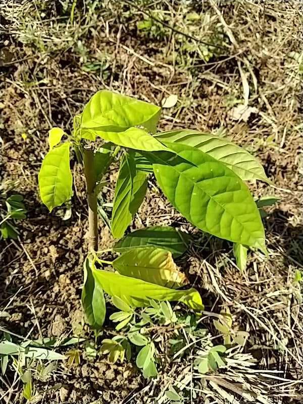tree image