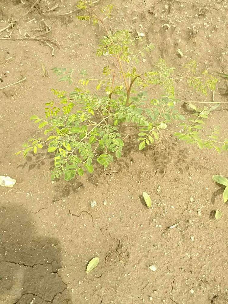 tree image