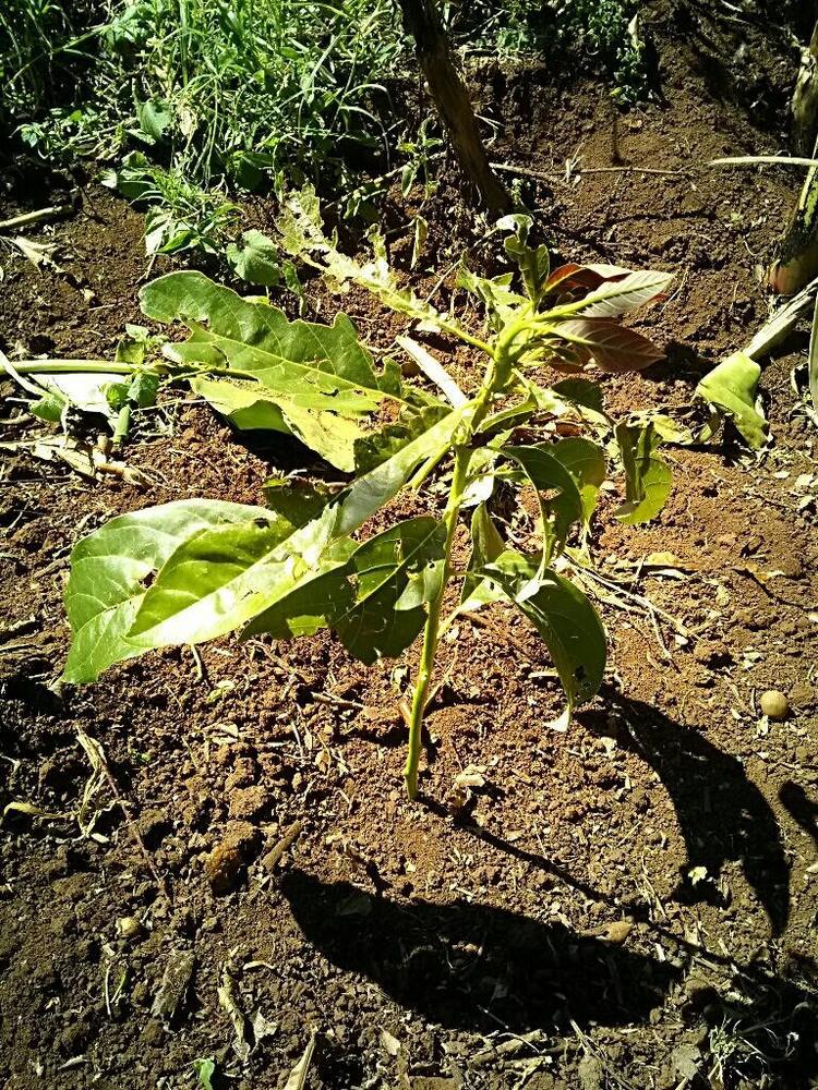 tree image