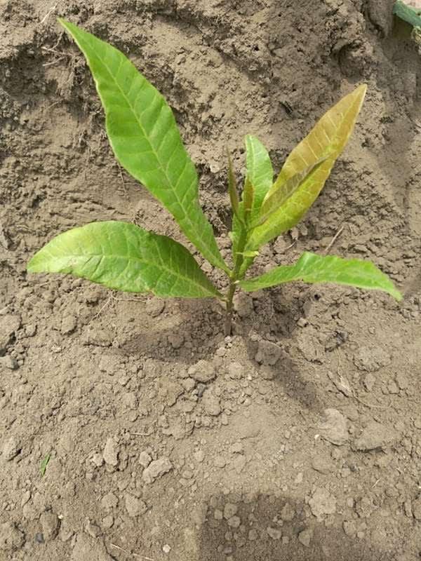 tree image