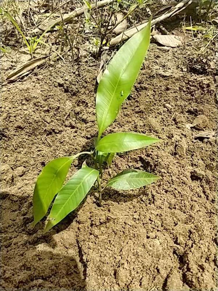 tree image