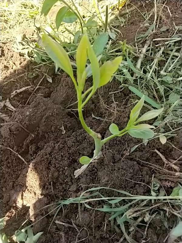 tree image