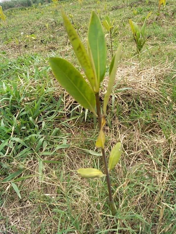 tree image