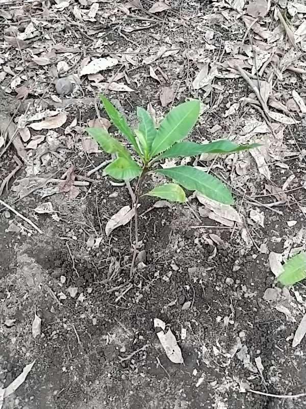 tree image