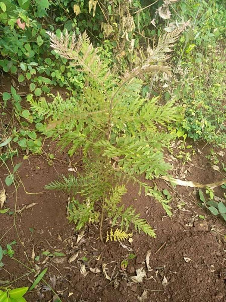 tree image