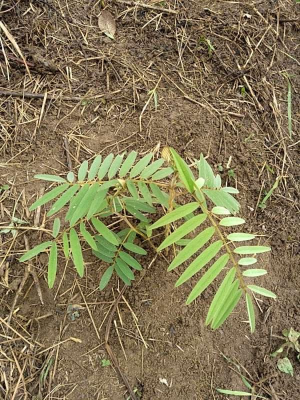 tree image