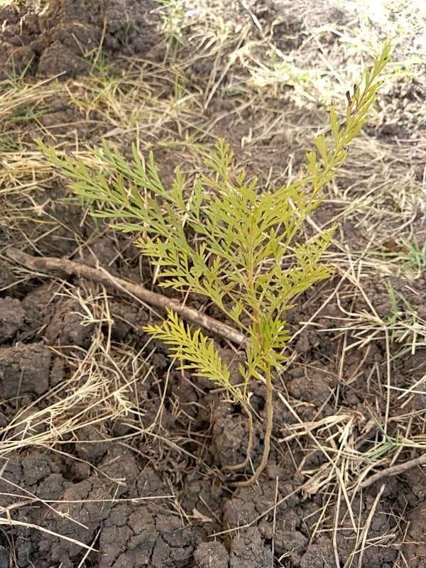 tree image
