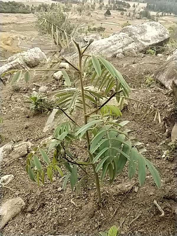 tree image