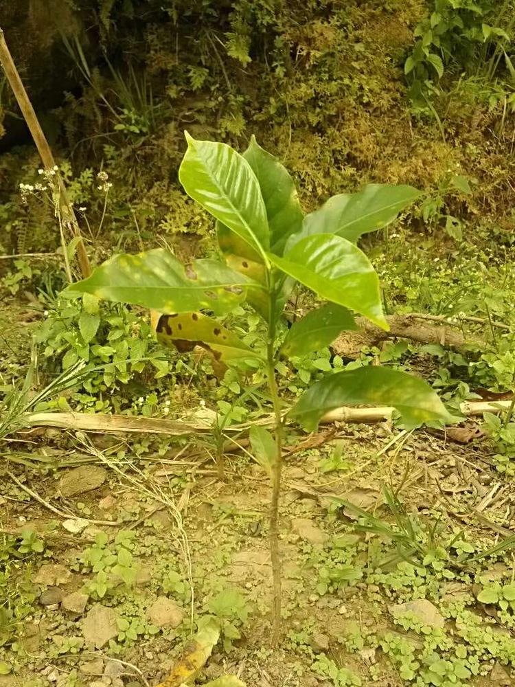 tree image