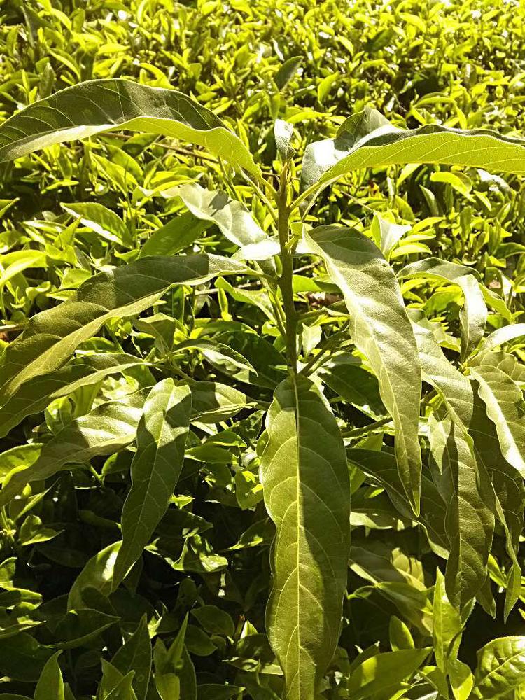 tree image