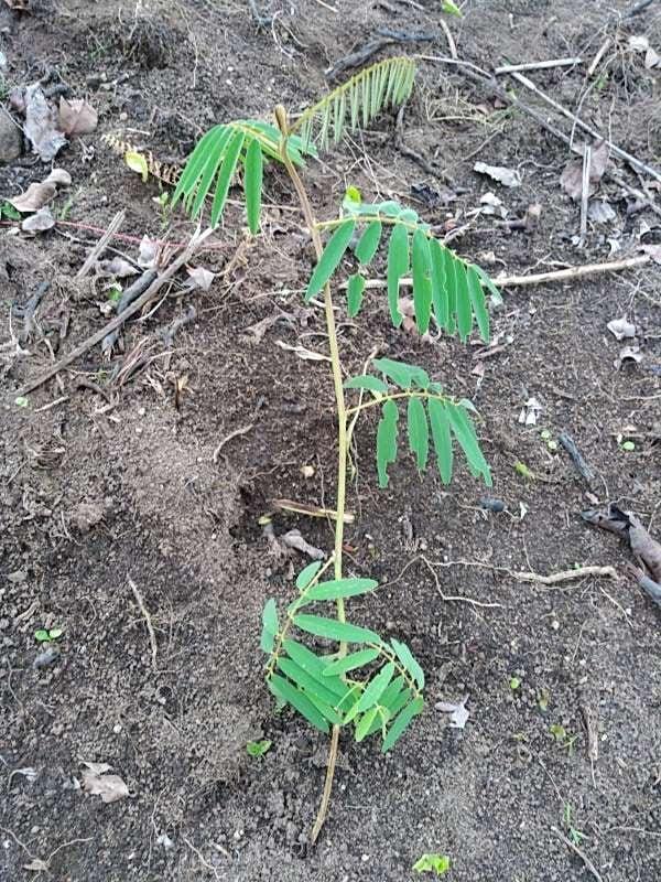 tree image