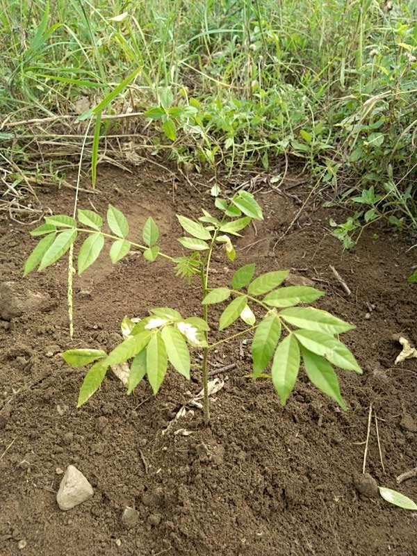 tree image