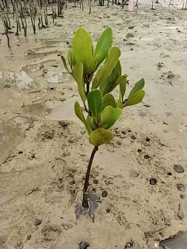tree image