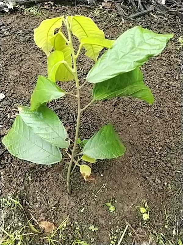 tree image