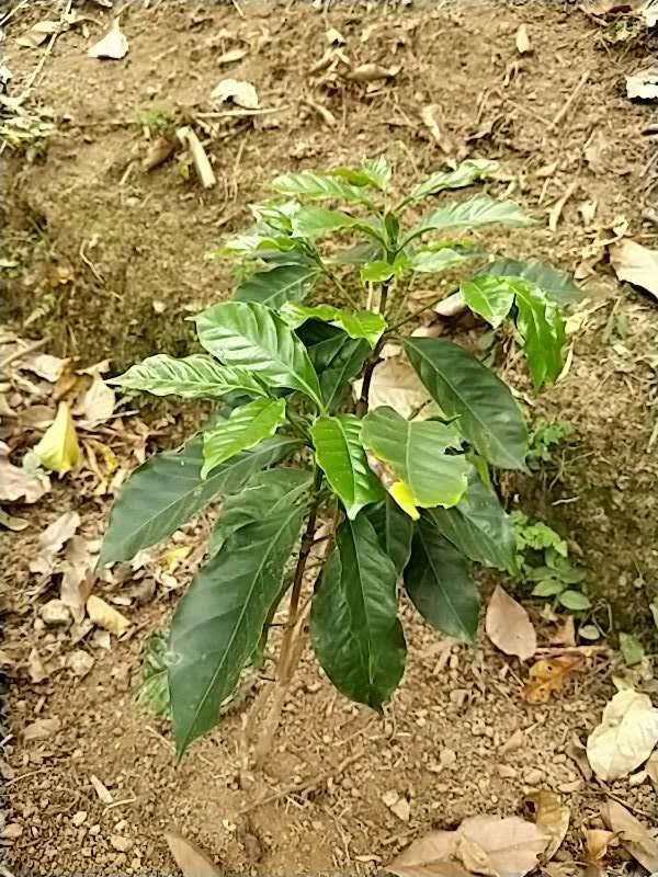tree image