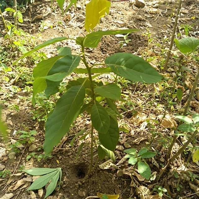tree image