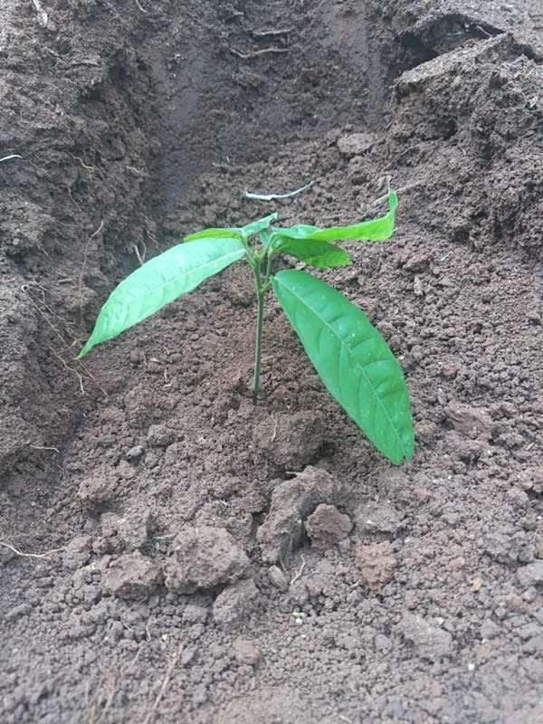 tree image
