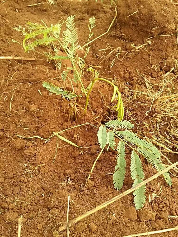tree image