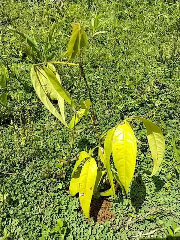 tree image
