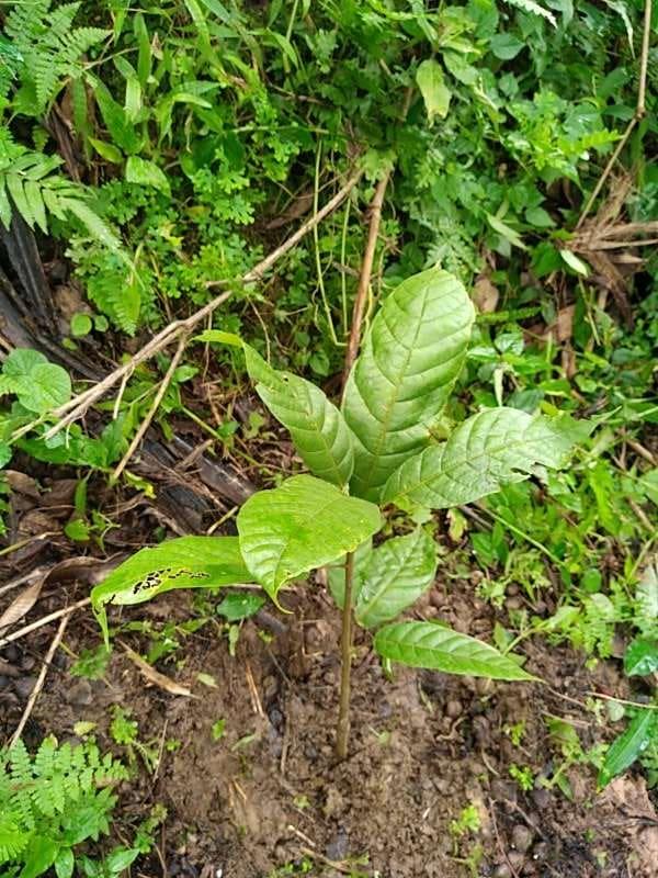 tree image