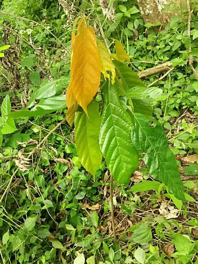 tree image