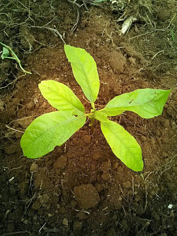 tree image