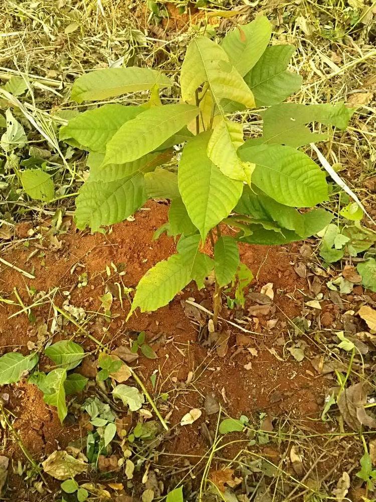 tree image