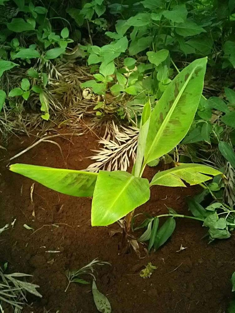 tree image