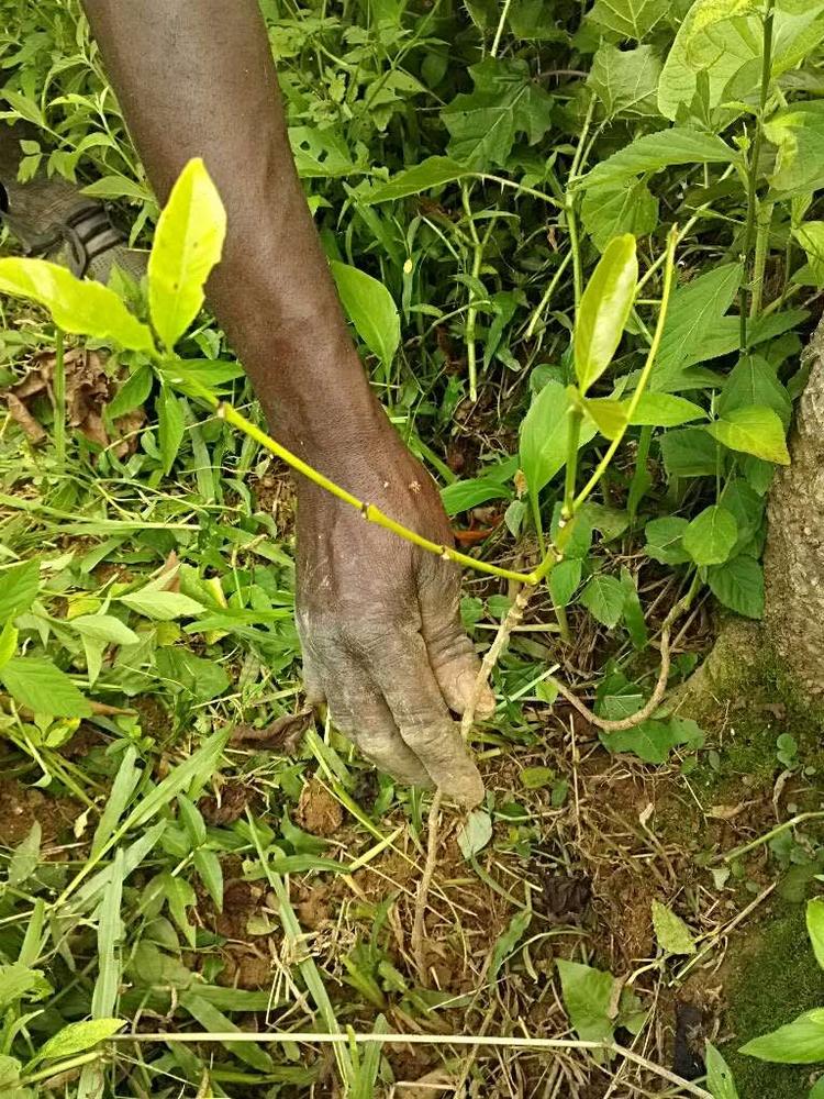 tree image