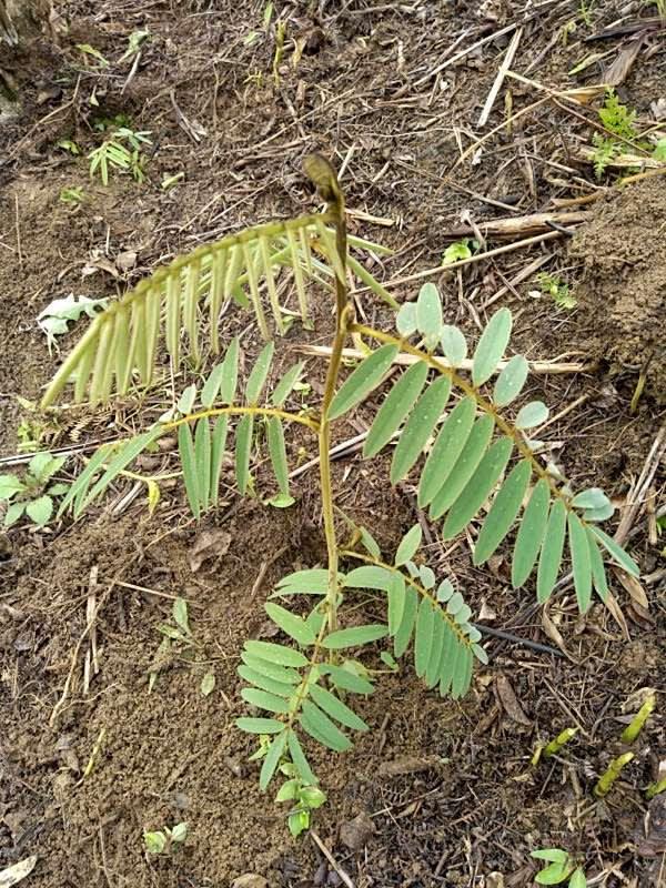 tree image