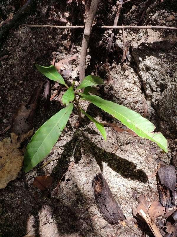 tree image