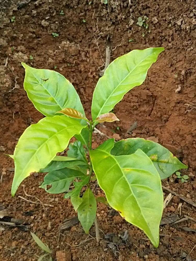 tree image