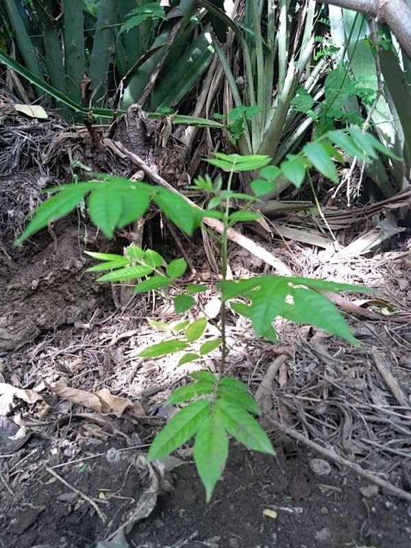 tree image