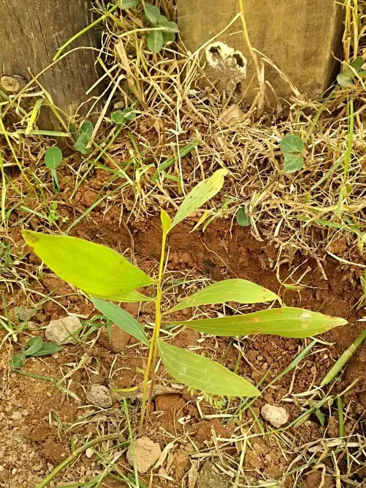 tree image