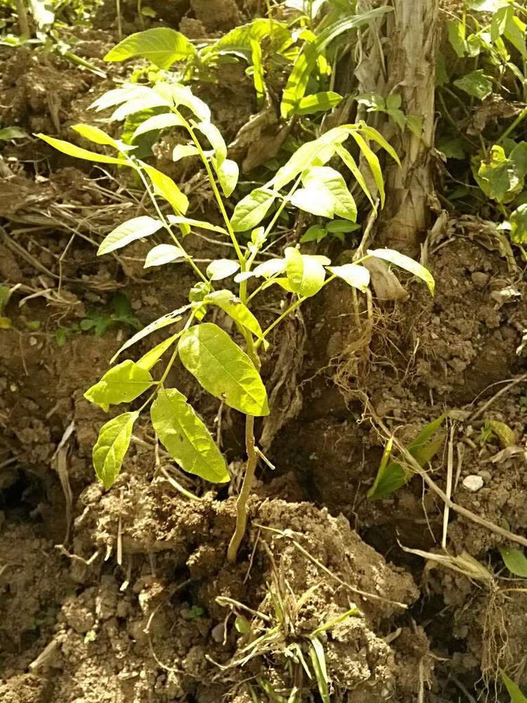 tree image